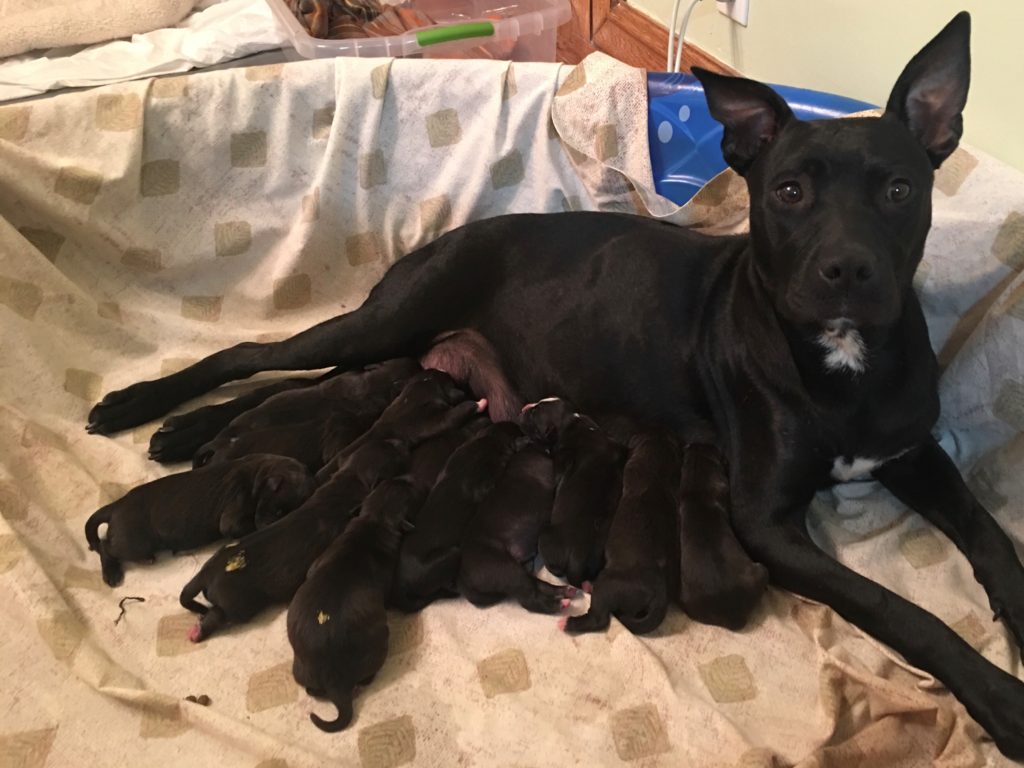 Pepper and the Peppercorns. 