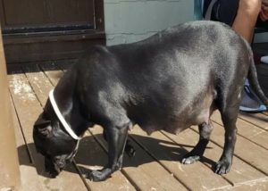 A very pregnant Pepper